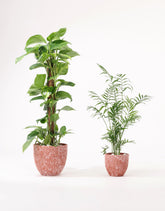 بكج الركن الأخضر (البوتس - شاميدوريا)